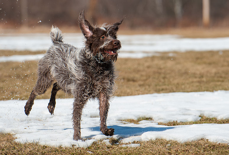 Wirehaired Pointing Griffon playing