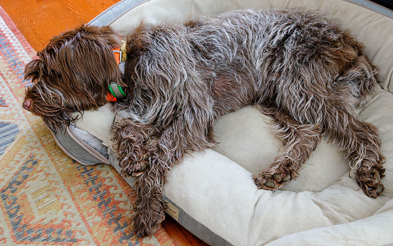 Wirehaired Pointing Griffon resting