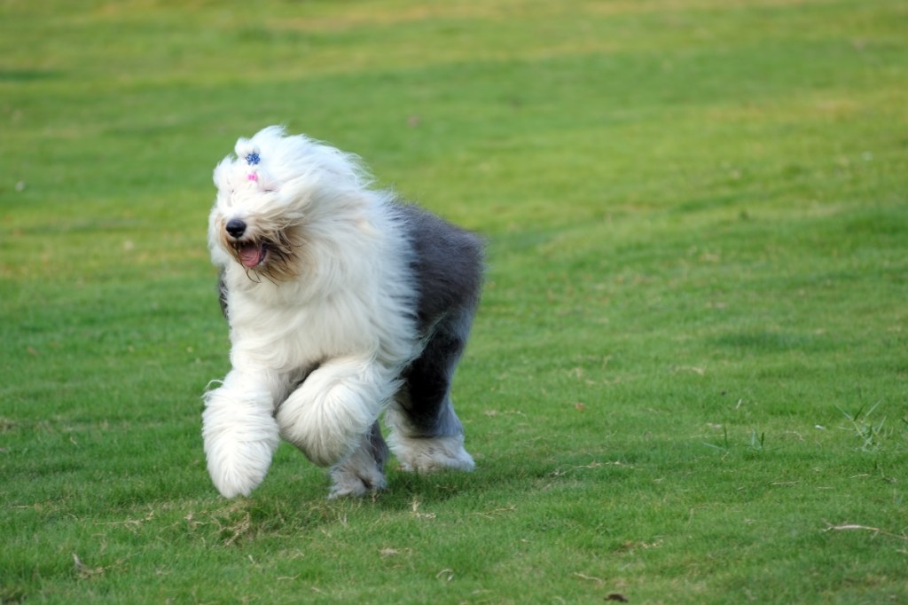old English sheepdog running in the grass