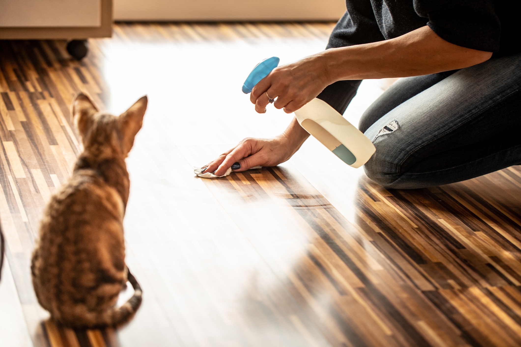 person cleaning cat stain on floor