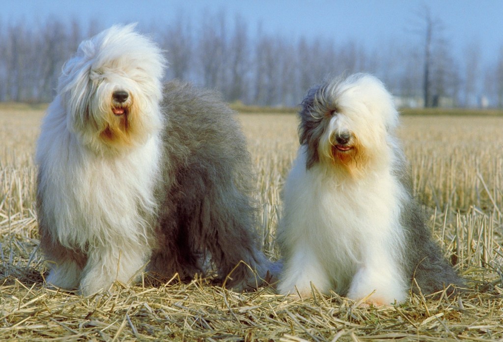 two fluffy old English sheepdogs sitting in hay outside
