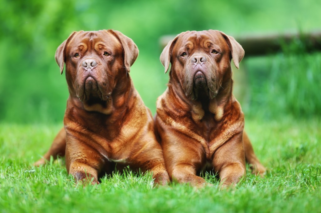 2 dogue de bordeaux dogs lying in grass