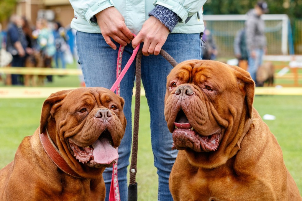 Person holding leashes for 2 dogue de bordeaux brown dogs