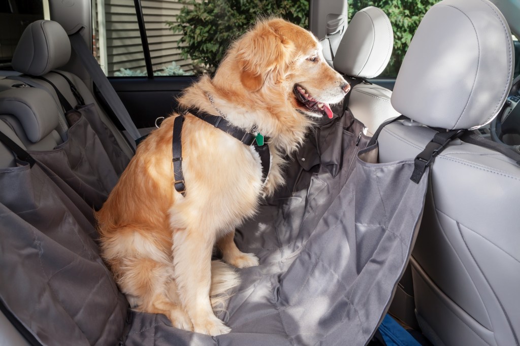 dog sitting on car seat cover
