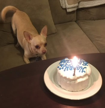Chihuahua with cake
