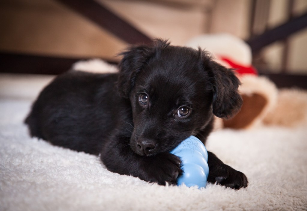 black puppy chewing on blue toy