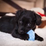black puppy chewing on blue toy