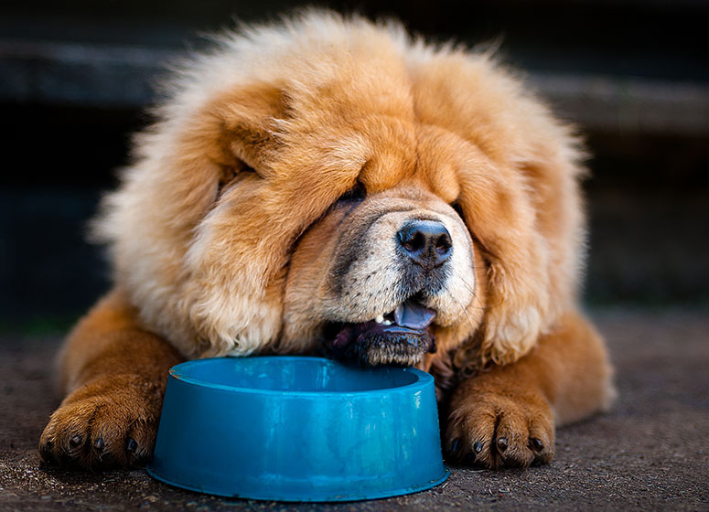 Chow chow with a dish