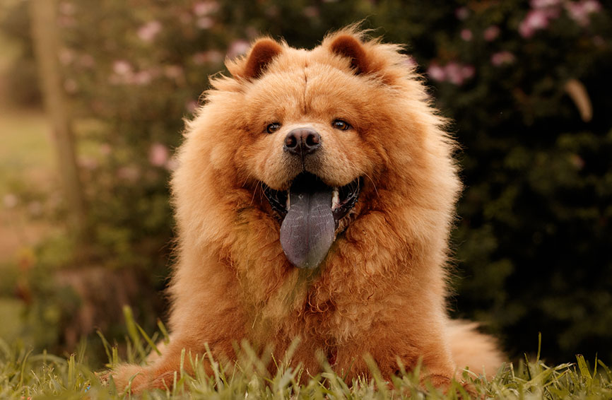 Chow chow outside
