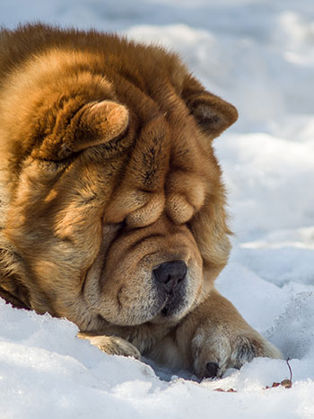 Chow chow in the snow