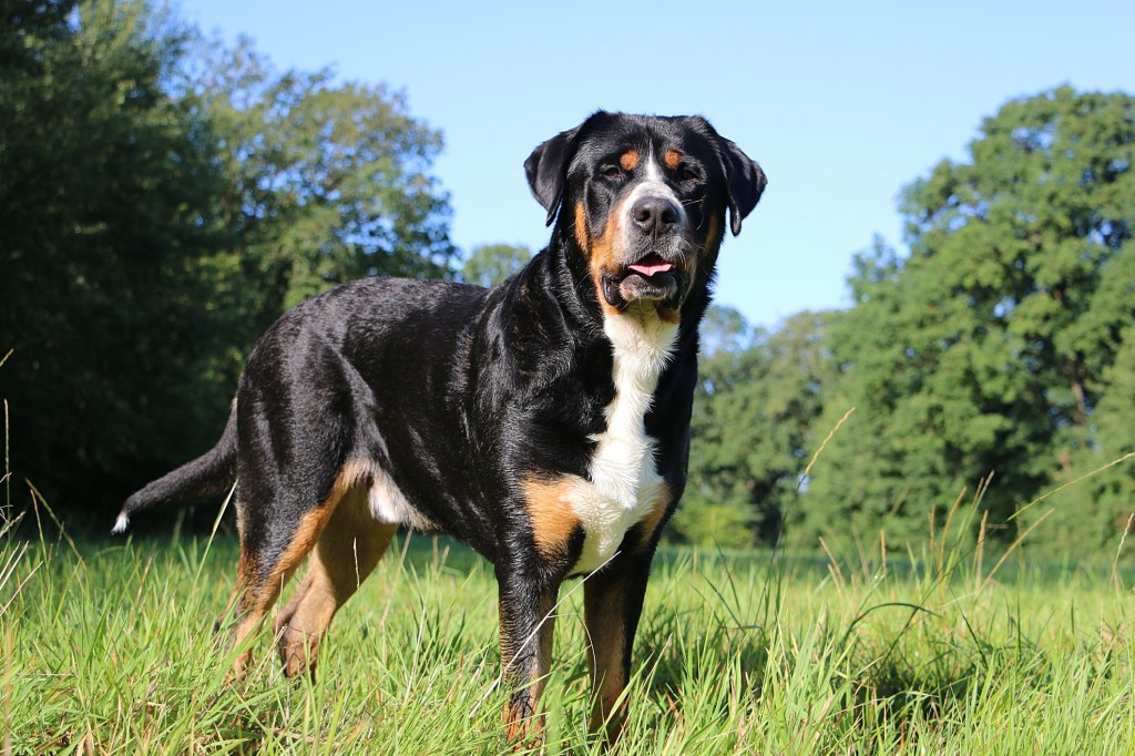 greater swiss mountain dog standing in a field