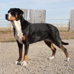 greater swiss mountain dog standing outside