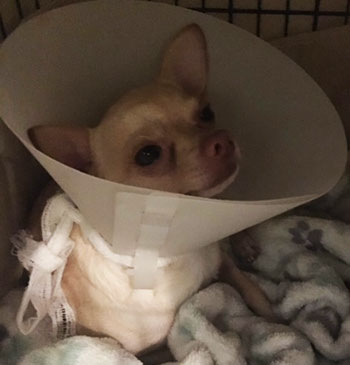 Chihuahua with cone