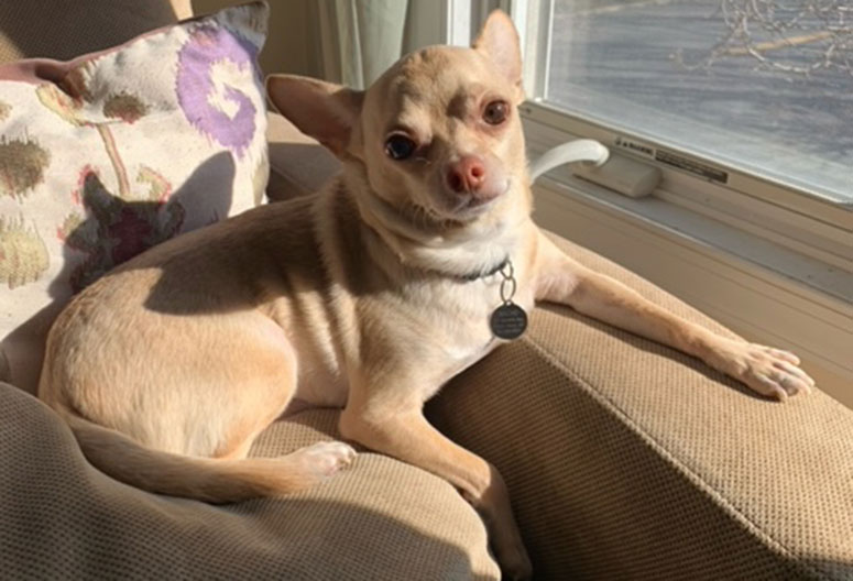 Chihuahua at window