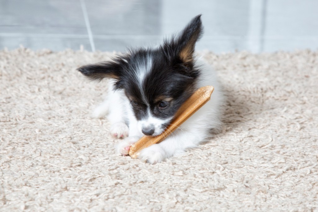 small black and white puppy chewing on bone