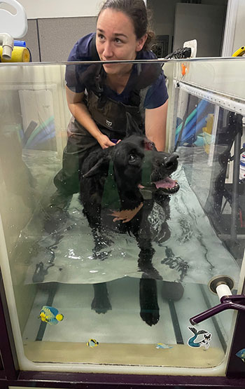 Baron doing hydrotherapy.