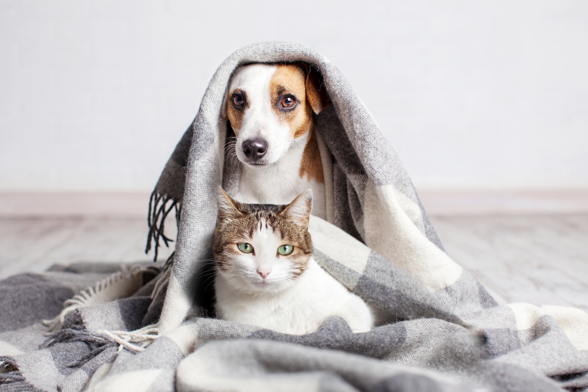dog and cat cuddling in blanket