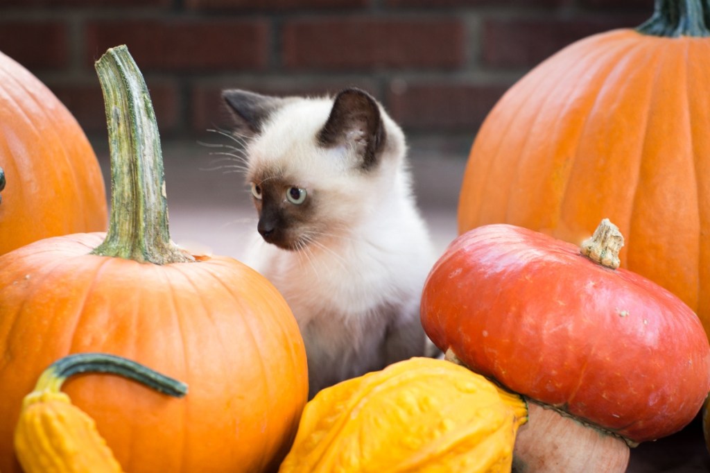 kitten with pumpkins