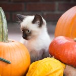 kitten with pumpkins