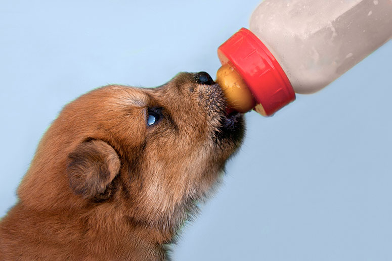 Puppy fed by a bottle