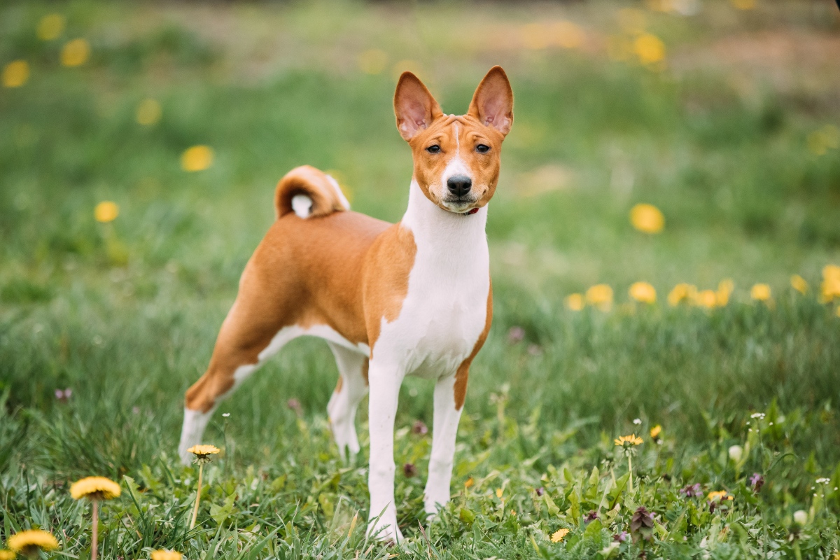 basenji dog standing in grass