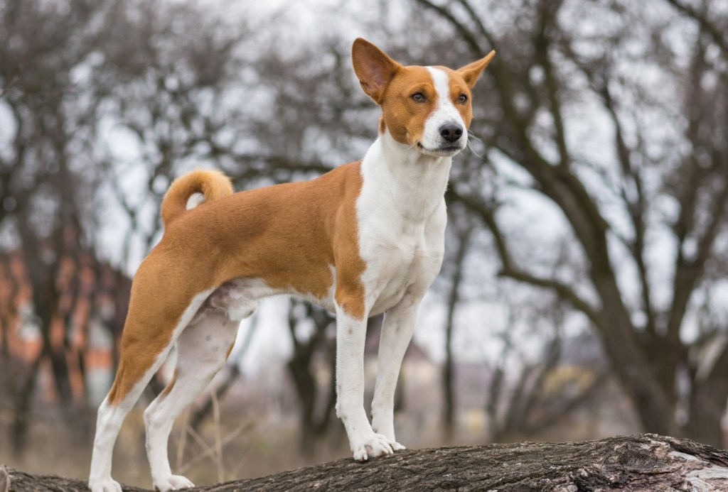 basenji dog standing on a log