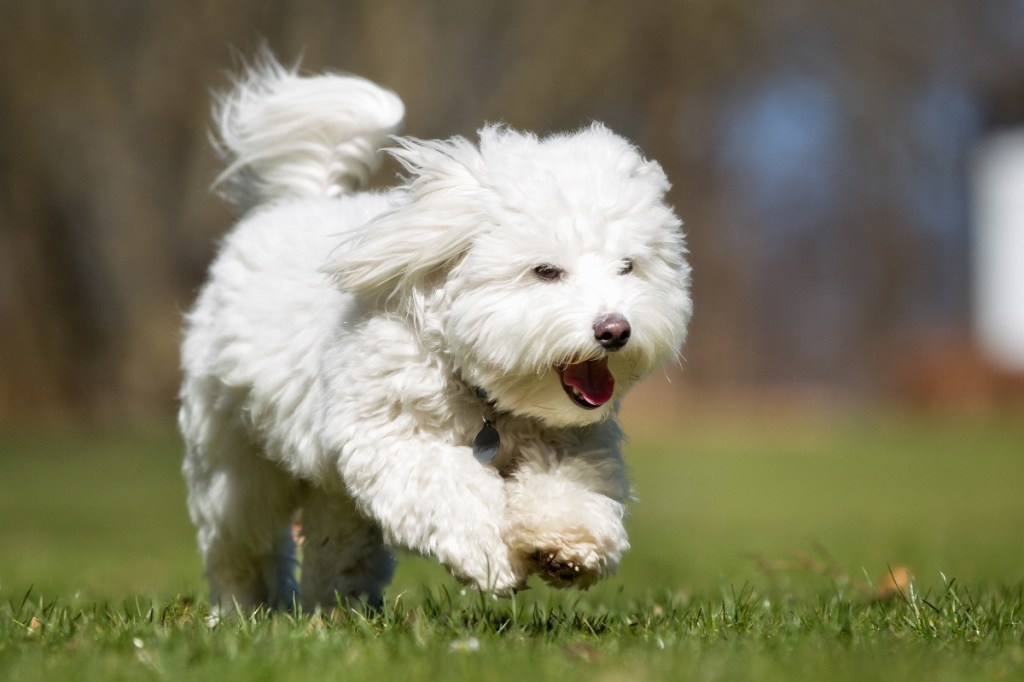 coton de tulear white dog romping in grass