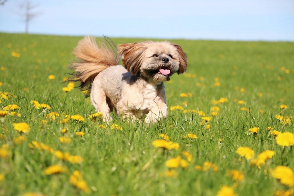lhasa apso dog running through grass