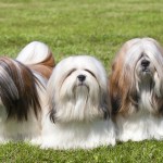 three long haired lhasa apso dogs