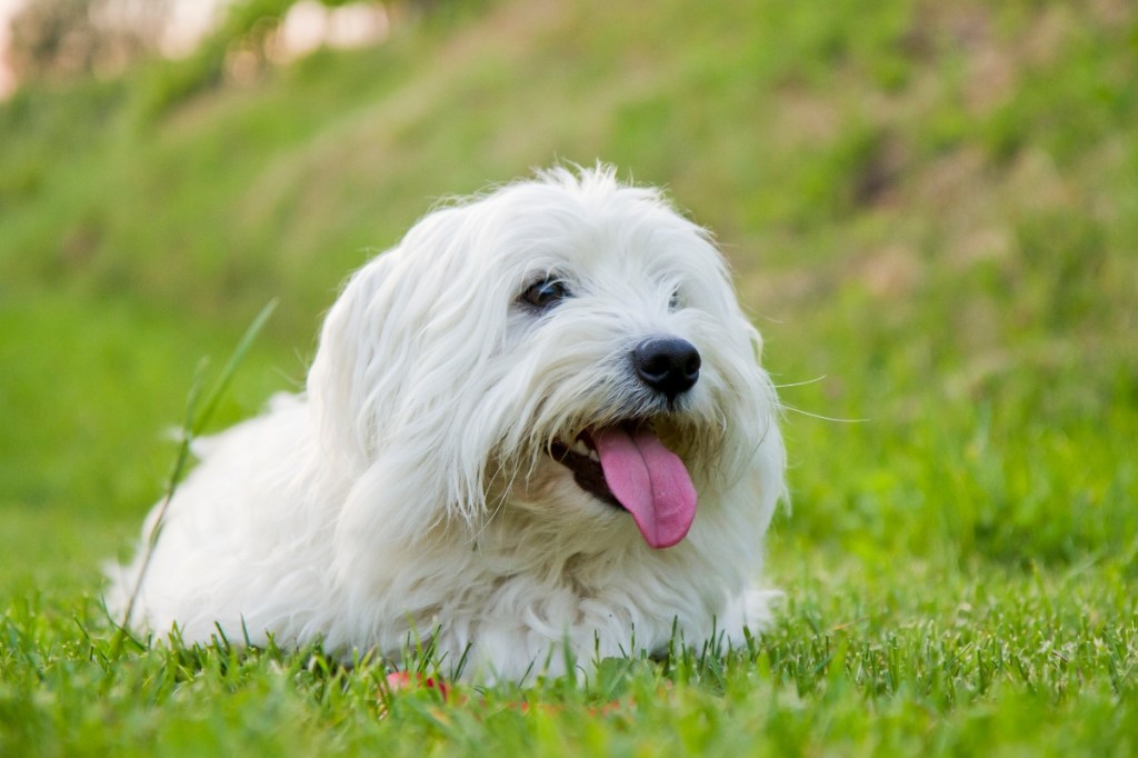white coton de tulear dog lying in grass