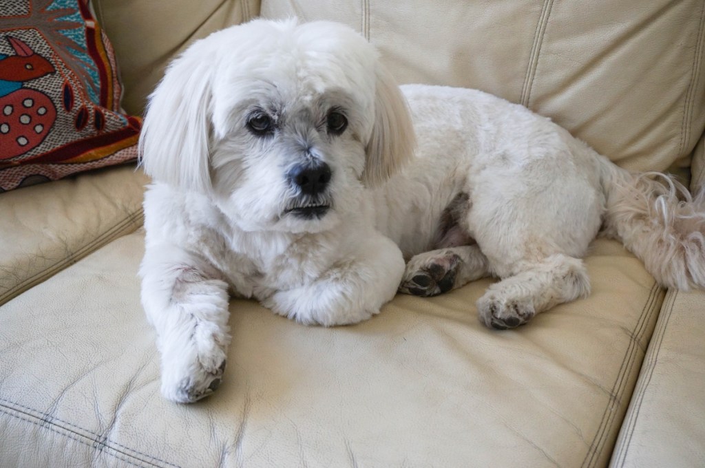 white lhasa apso lying on couch