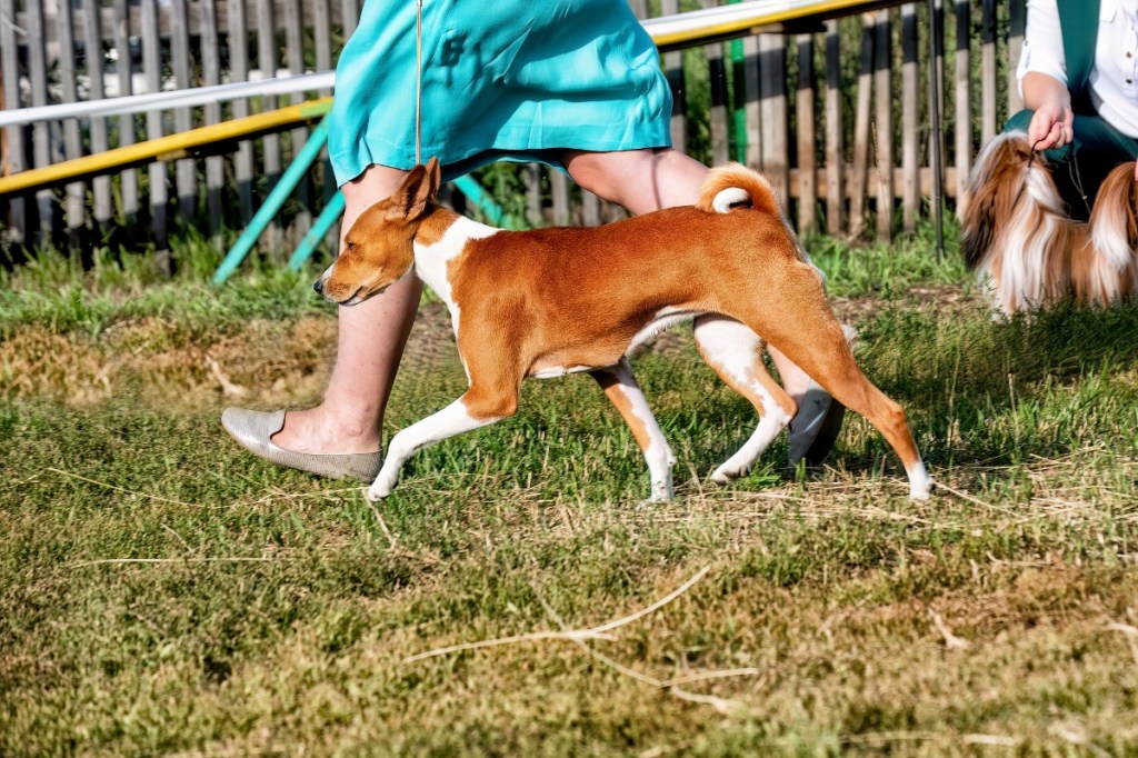 Basenji dog poses at a dog show in summer.