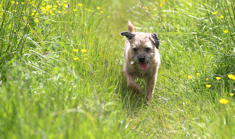 Border terrier running in grass