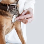 Doctor Hearing a Dog Heart Beat Rhythm