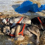 Sled dogs resting