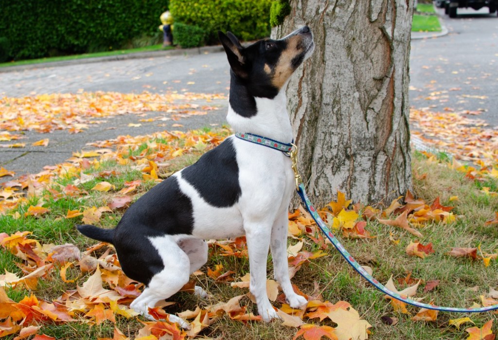 rat terrier dog in fall leaves on a leash