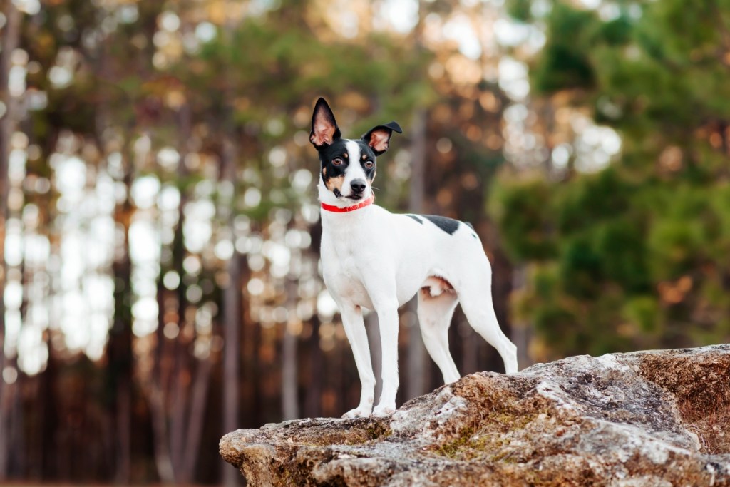 rat terrier dog standing on a rock outside