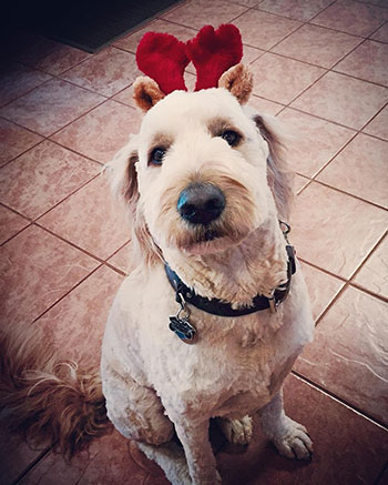 Goldendoodle with hat on