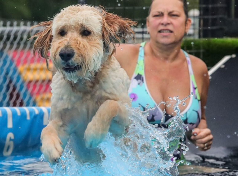 Goldendoodle swimming
