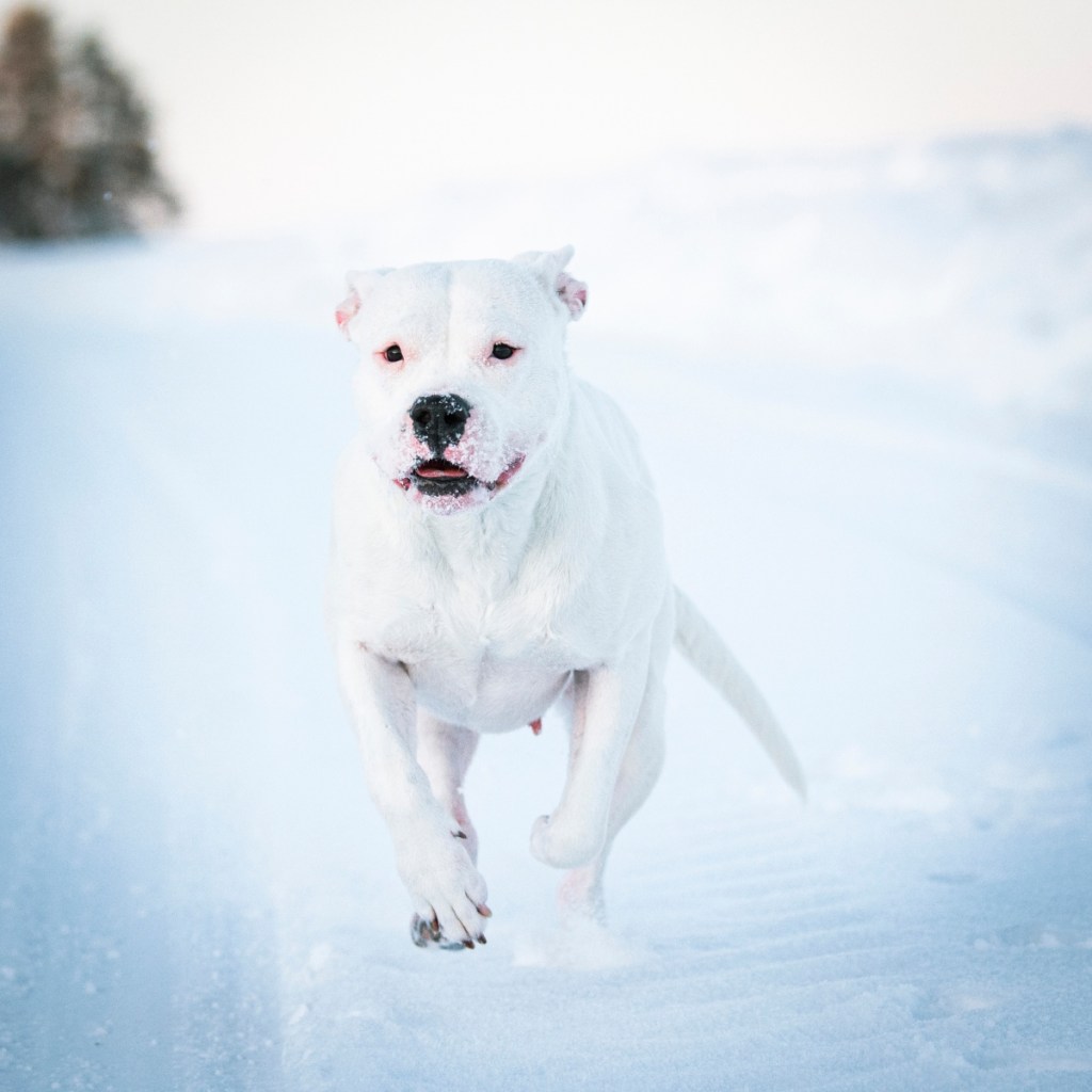 dogo argentino dog running in the snow
