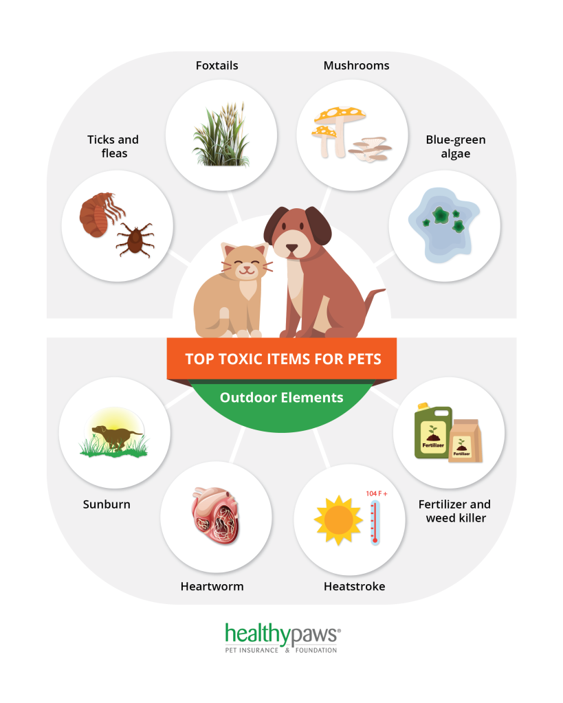 Infographic - top toxins for pets