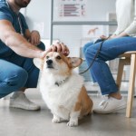 corgi dog at the vet - direct pet insurance payment