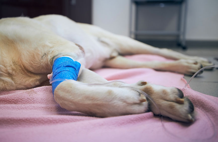 A dog undergoing euthanasia.