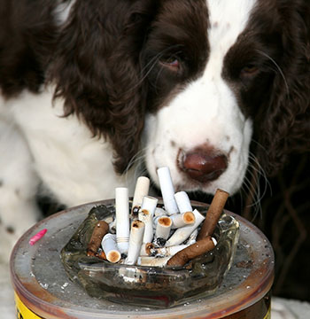 Dog with cigarette butts