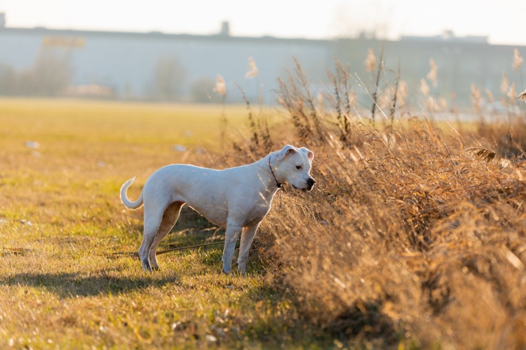 dogo argentino dog sniffing grassy field