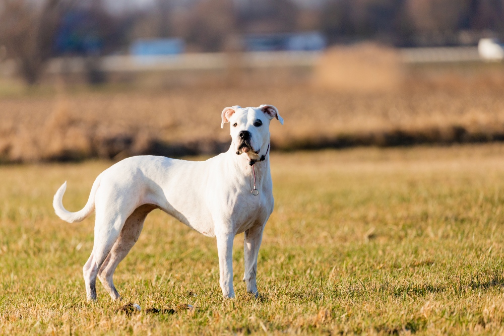 dogo argentino dog standing in a field