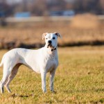 dogo argentino dog standing in a field