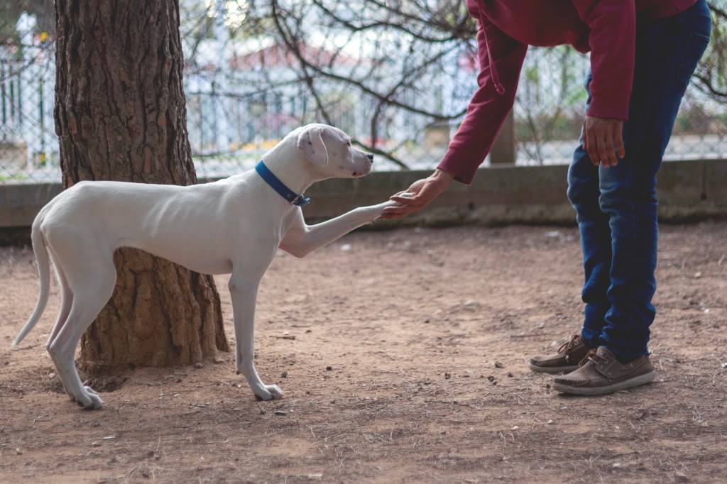 person shaking paw with dogo argentino dog
