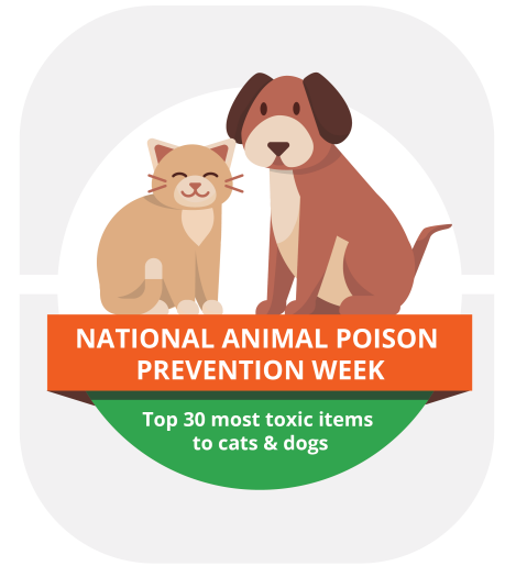 Infographic tile about top pet poisons.