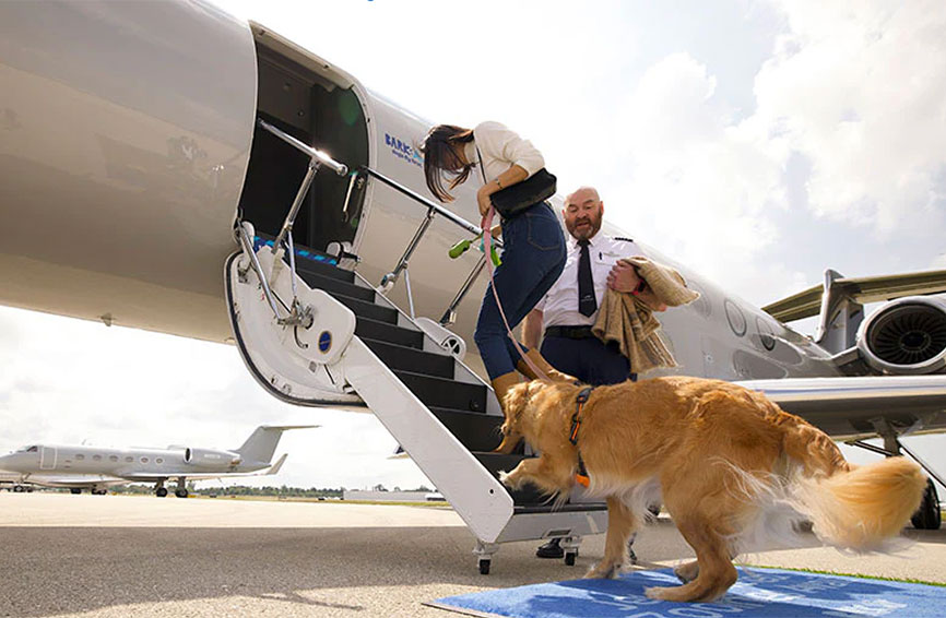 A dog boarding a BARK Air flight